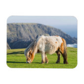 Shetland Pony op pasta nabij hoge cliënten Magneet (Horizontaal)