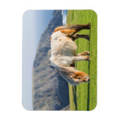 Shetland Pony op pasta nabij hoge cliënten Magneet (Verticaal)