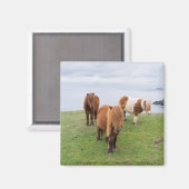 Shetland Pony op pasta nabij hoge cliënten Magneet (Voorkant / Achterkant)