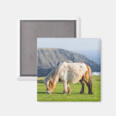 Shetland Pony op pasta nabij hoge cliënten Magneet (Voorkant / Achterkant)