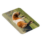 Shetland Pony op pasta nabij hoge cliënten Magneet (Rechterzijde)