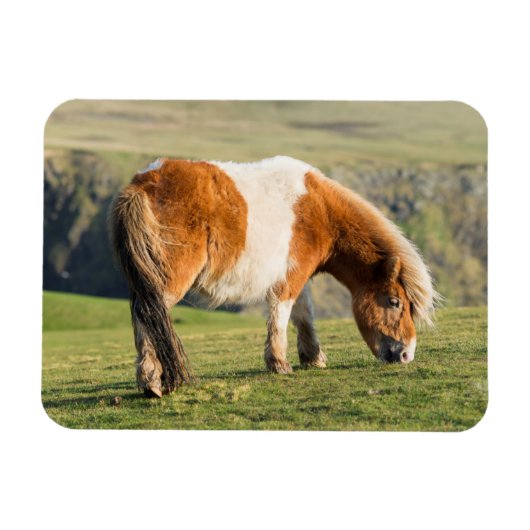 Shetland Pony op pasta nabij hoge cliënten Magneet (Horizontaal)