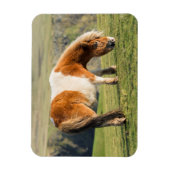 Shetland Pony op pasta nabij hoge cliënten Magneet (Verticaal)