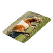 Shetland Pony op pasta nabij hoge cliënten Magneet (Linkerzijde)