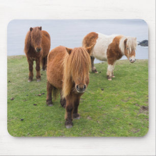 Shetland Pony op pasta nabij hoge cliënten Muismat