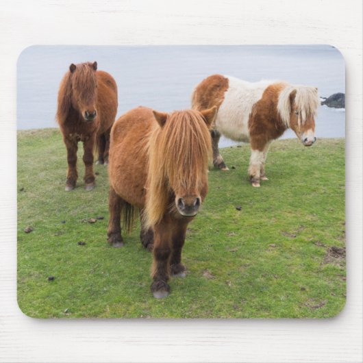 Shetland Pony op pasta nabij hoge cliënten Muismat (Voorkant)