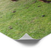 Shetland Pony op pasta nabij hoge cliënten Poster (Hoek)