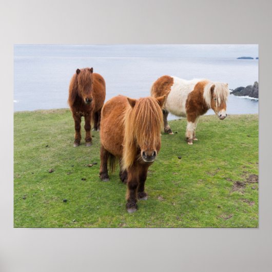 Shetland Pony op pasta nabij hoge cliënten Poster (Voorkant)