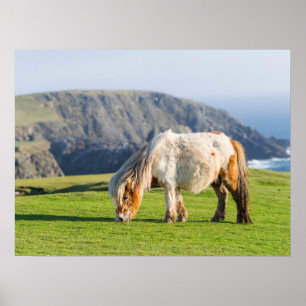 Shetland Pony op pasta nabij hoge cliënten Poster
