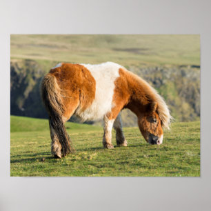 Shetland Pony op pasta nabij hoge cliënten Poster