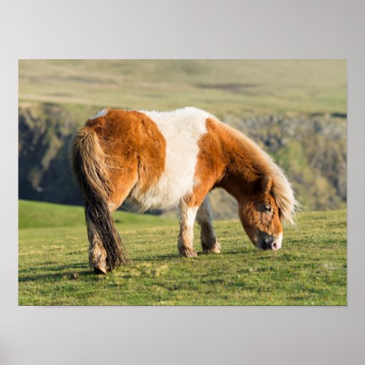 Shetland Pony op pasta nabij hoge cliënten Poster (Voorkant)