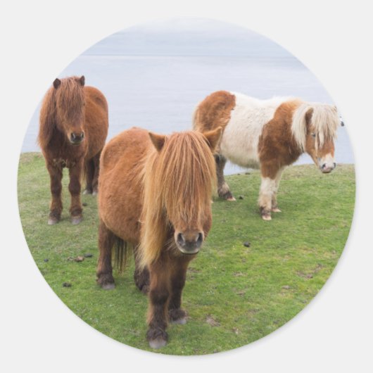 Shetland Pony op pasta nabij hoge cliënten Ronde Sticker (Voorkant)
