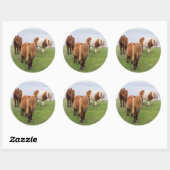 Shetland Pony op pasta nabij hoge cliënten Ronde Sticker (Vel)