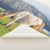 Shetland Pony op pasta nabij hoge cliënten Sherpa Deken (3/4)