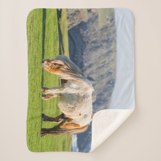 Shetland Pony op pasta nabij hoge cliënten Sherpa Deken (Voorkant)