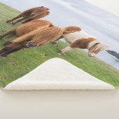 Shetland Pony op pasta nabij hoge cliënten Sherpa Deken (3/4)