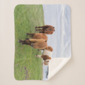 Shetland Pony op pasta nabij hoge cliënten Sherpa Deken (Voorkant)