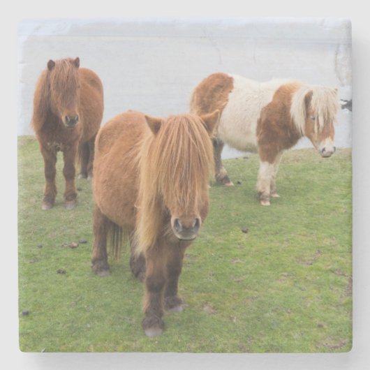 Shetland Pony op pasta nabij hoge cliënten Stenen Onderzetter (Voorkant)