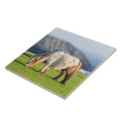 Shetland Pony op pasta nabij hoge cliënten Tegeltje (Zijkant)