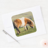 Shetland Pony op pasta nabij hoge cliënten Vierkante Sticker (Envelop)