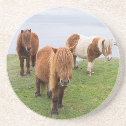 Shetland Pony op pasta nabij hoge cliënten Zandsteen Onderzetter (Voorkant)