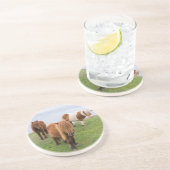 Shetland Pony op pasta nabij hoge cliënten Zandsteen Onderzetter (Zijkant)