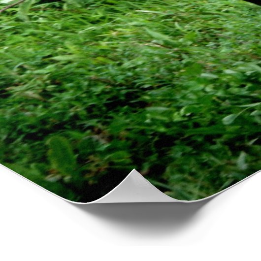 Shetland Pony Poster (Hoek)