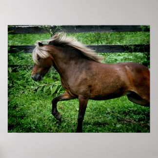 Shetland Pony Poster