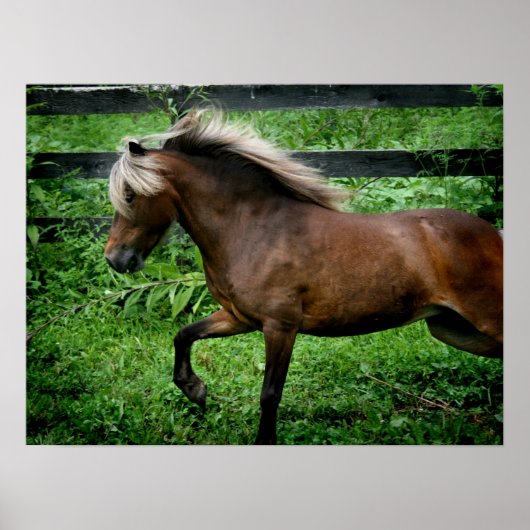 Shetland Pony Poster (Voorkant)