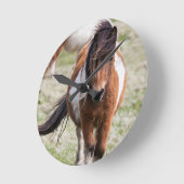 Shetland Pony, Shetland-eilanden Ronde Klok (Hoek)