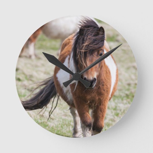 Shetland Pony, Shetland-eilanden Ronde Klok (Voorkant)
