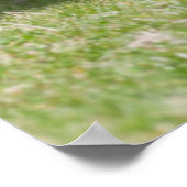 Shetland Pony, Shetland Islands, Schotland Poster (Hoek)