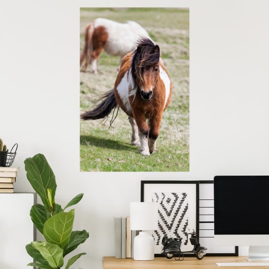 Shetland Pony, Shetland Islands, Schotland Poster (Thuiskantoor)