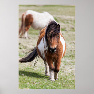 Shetland Pony, Shetland Islands, Schotland Poster