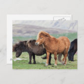 Shetland Pony, Shetland Islands, Scotland 2 Briefkaart (Voorkant / Achterkant)