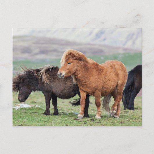 Shetland Pony, Shetland Islands, Scotland 2 Briefkaart (Voorkant)