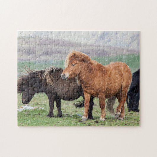 Shetland Pony, Shetland Islands, Scotland 2 Legpuzzel (Horizontaal)