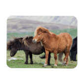 Shetland Pony, Shetland Islands, Scotland 2 Magneet (Horizontaal)