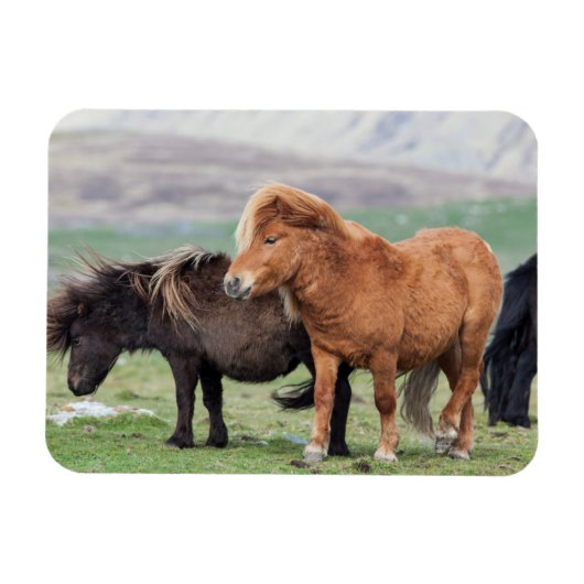 Shetland Pony, Shetland Islands, Scotland 2 Magneet (Horizontaal)