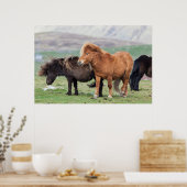 Shetland Pony, Shetland Islands, Scotland 2 Poster (Keuken)