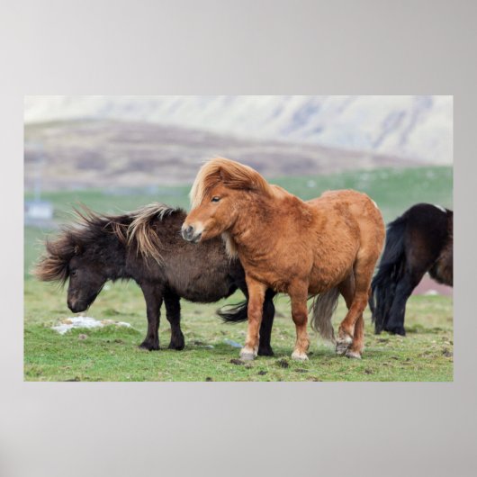 Shetland Pony, Shetland Islands, Scotland 2 Poster (Voorkant)
