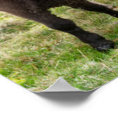 Shetland Pony, Shetland Islands, Scotland 3 Poster (Hoek)