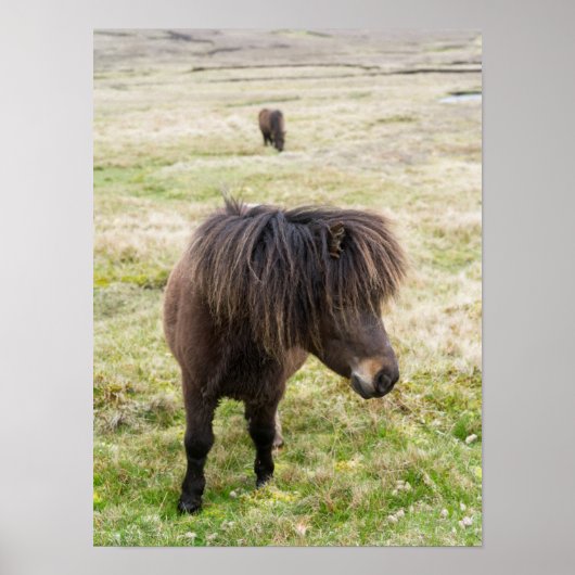 Shetland Pony, Shetland Islands, Scotland 3 Poster (Voorkant)