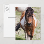 Shetland Pony, Shetlandeilanden Briefkaart (Voorkant / Achterkant)