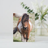 Shetland Pony, Shetlandeilanden Briefkaart (Staand voorkant)