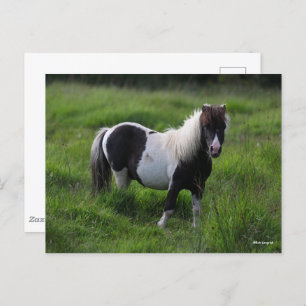 Shetland Pony Stallion in grass Briefkaart