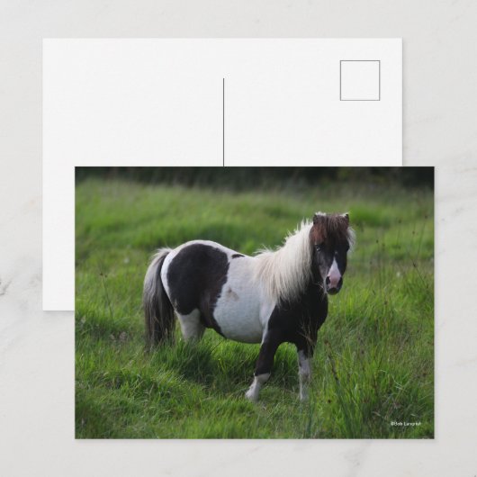 Shetland Pony Stallion in grass Briefkaart (Voorkant / Achterkant)