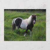 Shetland Pony Stallion in grass Briefkaart (Voorkant)