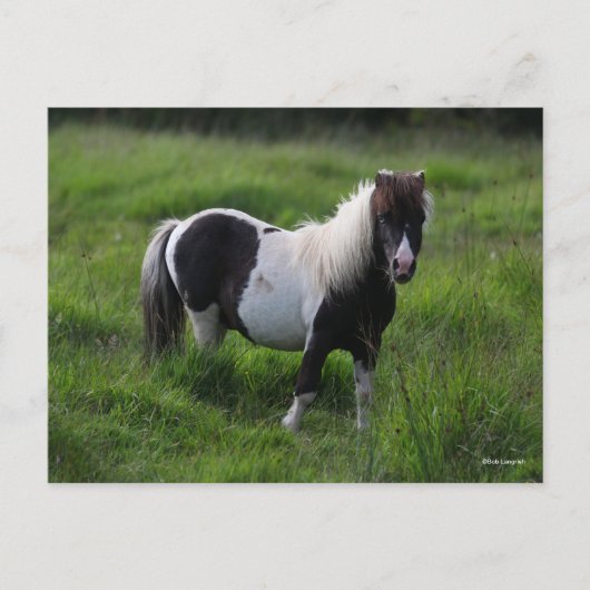 Shetland Pony Stallion in grass Briefkaart (Voorkant)