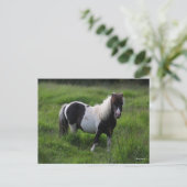 Shetland Pony Stallion in grass Briefkaart (Staand voorkant)